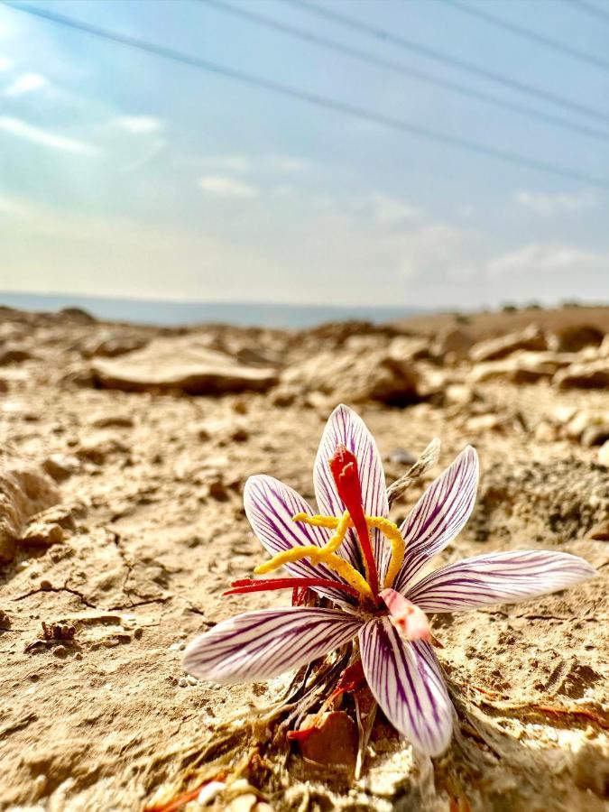 فندق Wadi Al-Wala View Camp مادابا المظهر الخارجي الصورة